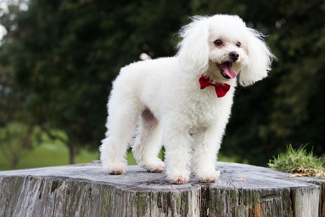 Groomed Dog